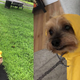 Proof that Tyrone actually does like to go for walks in the rain. He even smiles when I put on his coat.